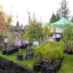 There’s Still Time to Get a FREE Yard Tree