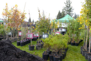 There’s Still Time to Get a FREE Yard Tree